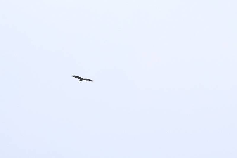 A male Bald Eagle sours in the sky at Four Rivers Environmental Education Center’s annual Eagle Watch on Saturday, Jan 10, 2026 in Channahon.