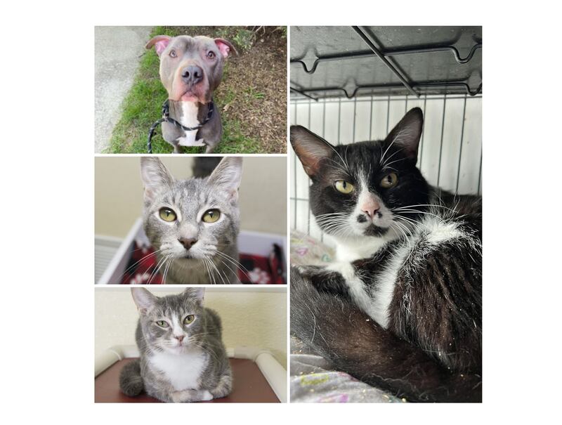 The Herald-News presents this week’s Pets of the Week. Read the description of each pet to find out about that pet, including where he or she can be adopted.