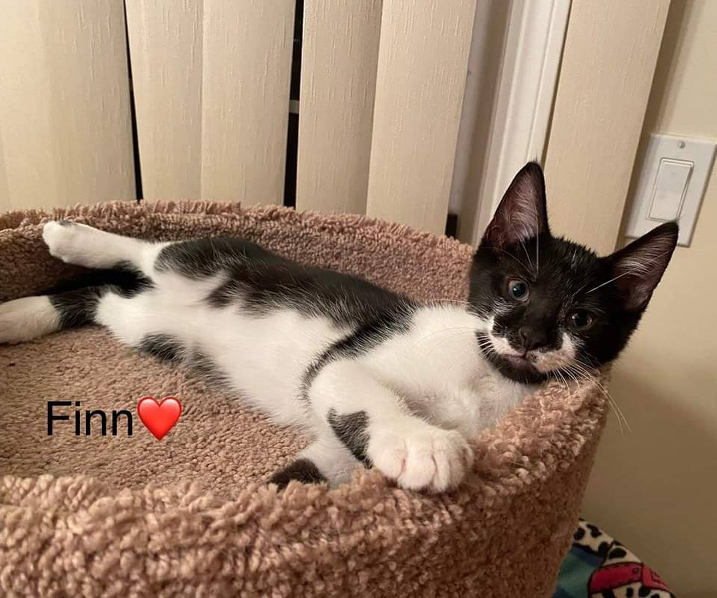 Playful Finley is full of energy and loves to wrestle with his siblings and zoom through his cat tubes. When Finley gets excited, he stands on his back legs, ready for fun! He needs an adopter who can keep up with his antics and share in the joy of playtime. To meet Finley, visit ForgetMeNotRescue.com/adoptables.