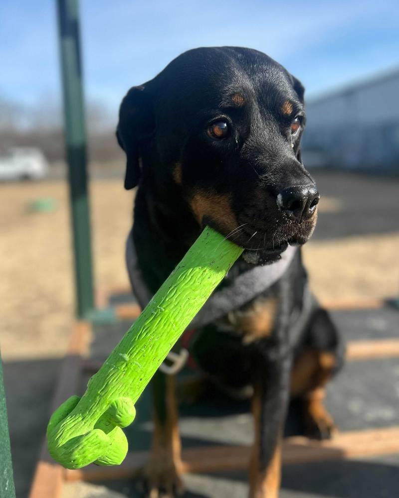 Juniper is Save-A-Pet's pet of the week for May 8, 2025.