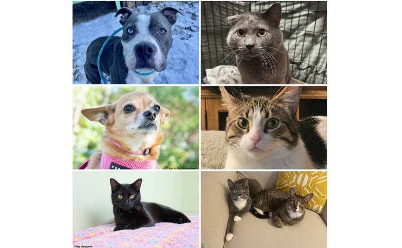 The Herald-News presents this week’s Pets of the Week. Read the description of each pet to find out about it, including where it can be adopted in Will County.