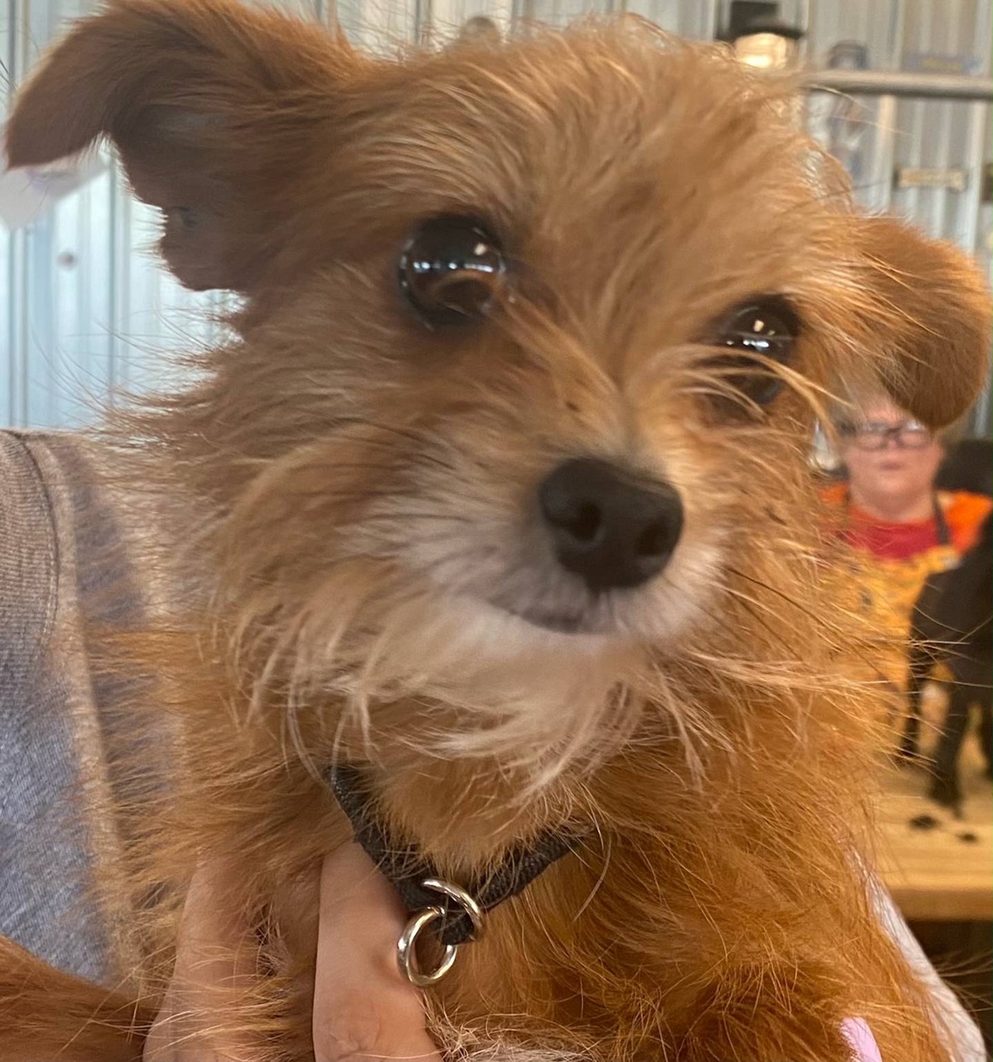 Cookie is a 2-year-old papillion-yorkie mix. She would do best in a home with older children in a quiet home. Cookie came from a home with a lot of other dogs, she needs compassion from a family willing to allow her to come out of her shell. For more information on Cookie, visit justanimals.org or call 815-448-2510.