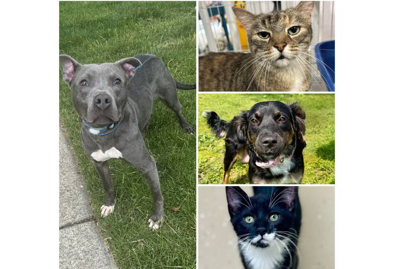 The Herald-News presents this week’s Pets of the Week. Read the description of each pet to find out about it, including where it can be adopted in Will County.