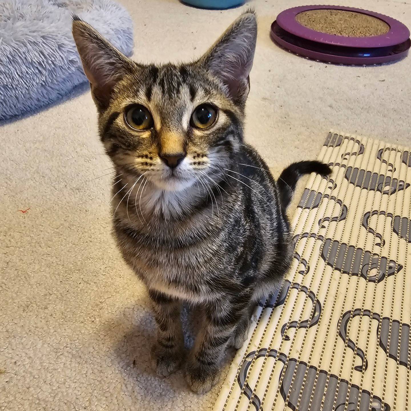 Pretzel is a sweet, snuggly kitten that loves playtime and cozy cuddles. He does well with cats, dogs and kids, making him the perfect companion for any home. To meet Pretzel, visit thekittysquad.com/adoptables.