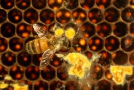 Learn beekeeping March 9 in Ottawa