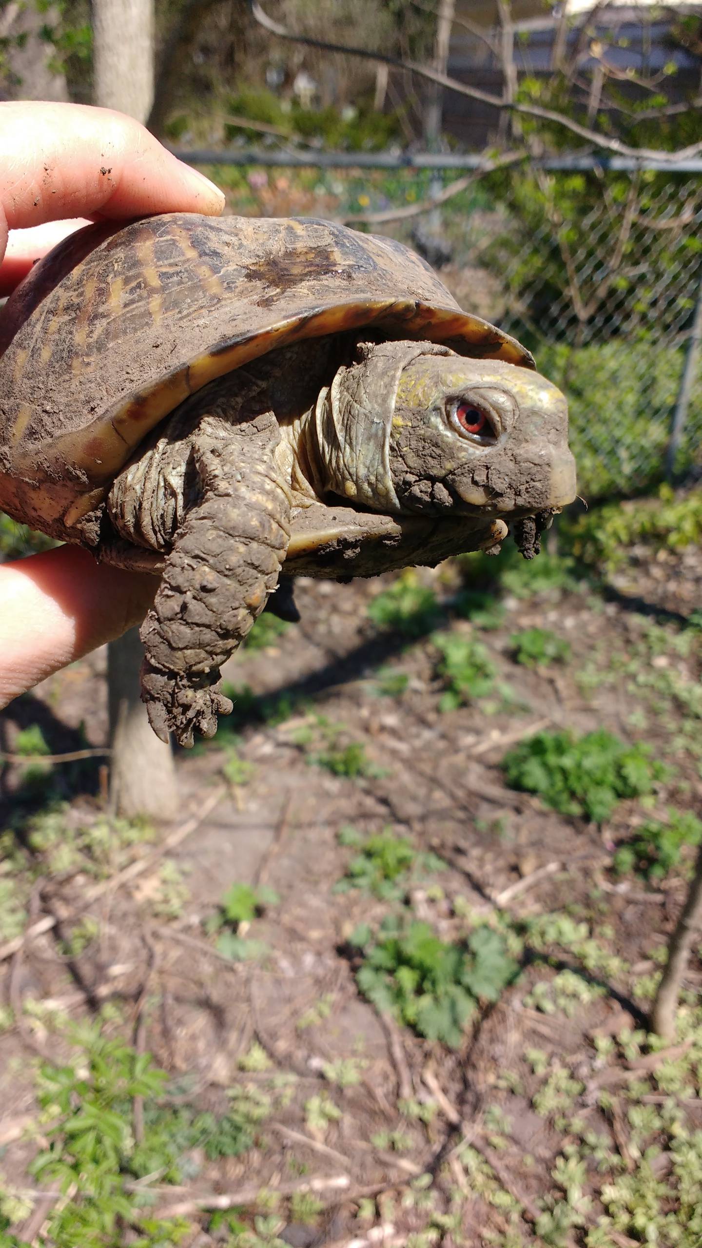 This Monday, Columbus Day, marks 45 years that Arthur the ornate box turtle has lived as a pet. His longevity, as well as improved conservation laws prohibiting the capture of other wild turtles, are worth celebrating.