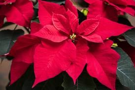 Historic Highlights: Poinsett’s legacy lives on in Christmas flower