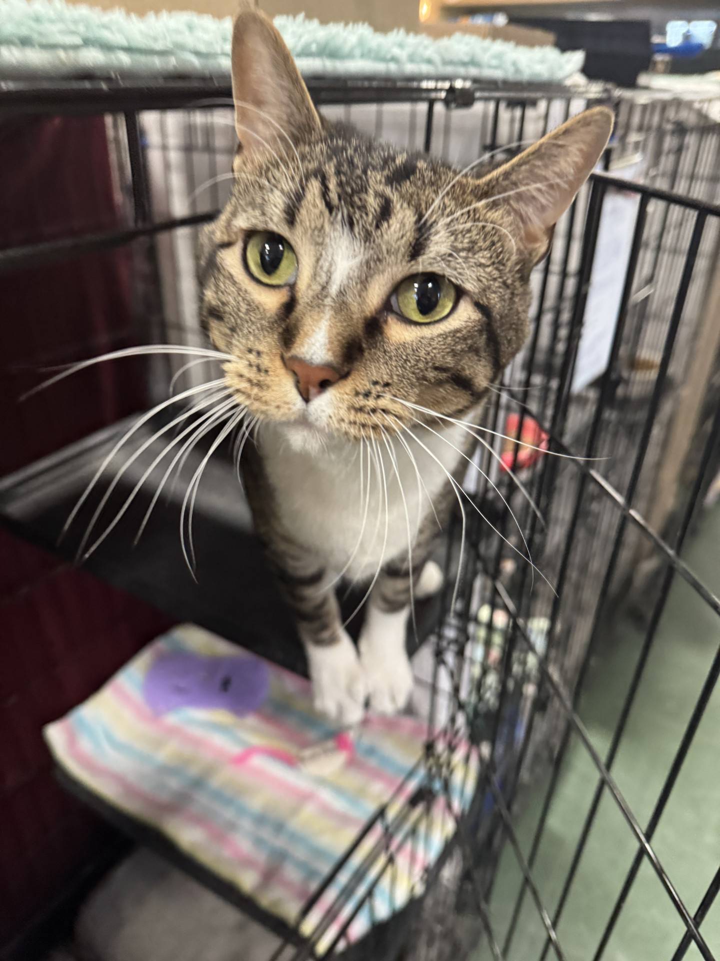 Rum Raisin is a 2-year-old tabby that’s friendly, curious, sassy and silly. He loves to play and is very confident. He greets visitors and seeks out pets and attention. Rum Raisin needs to be the only cat in a home. He was not friendly to another male cat in a previous home. To meet Rum Raisin, please email Cat adoptions@nawsus.org. Visit nawsus.org.