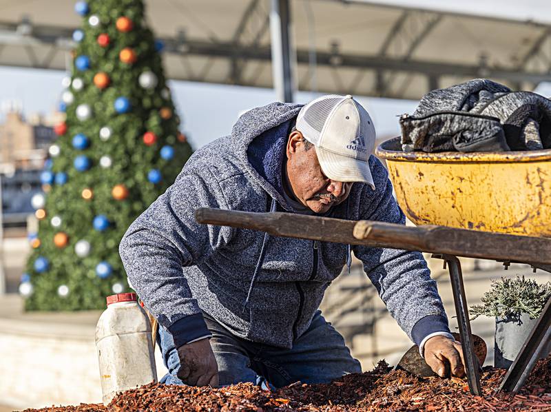 Aniceto Coronado works to plant evergreen bushes Wednesday, Dec. 20, 2023 at RB&W Park in Rock Falls. Activities usually reserved for spring or fall have extended themselves deep into December due to mild weather.