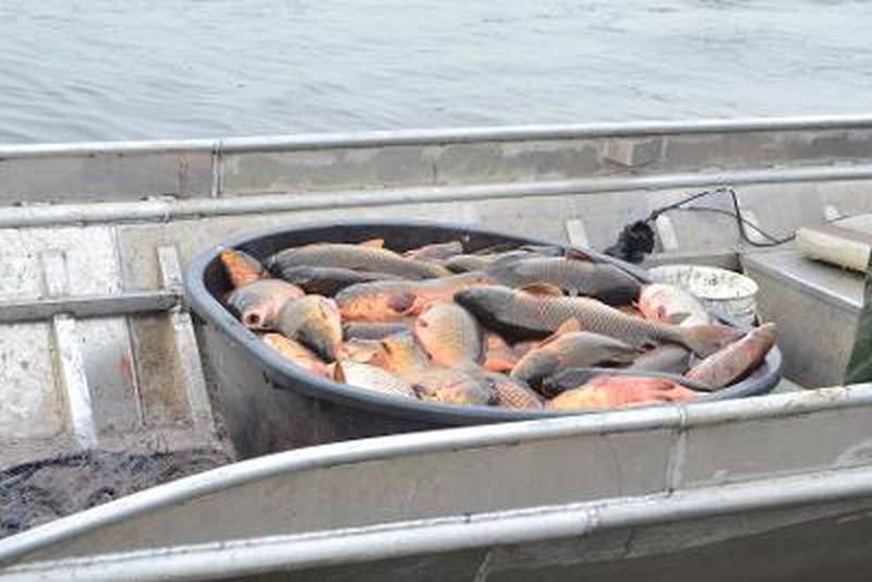 A barrel of carp removed from Wonder Lake in December 2021.