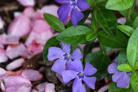 U of I Extension announces guided nature hike spring series