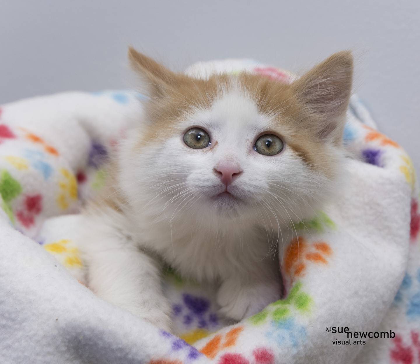 Jet is a male domestic shorthair kitten who plays rowdily with his shelter friends but can also be cuddly and sweet. Contact the Will County Humane Society at willcountyhumane.com and follow the instructions for the adoption process.