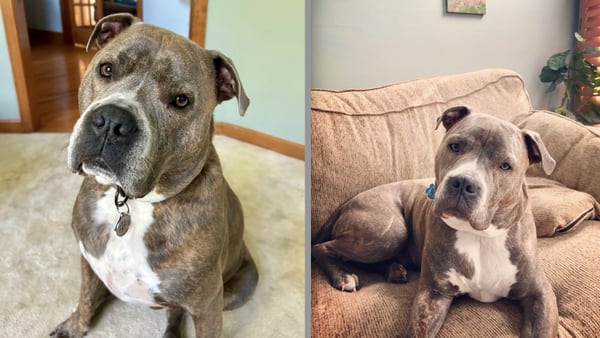 Oakley’s now a rescue dog twice over thanks to first responders’ quick action during house fire 