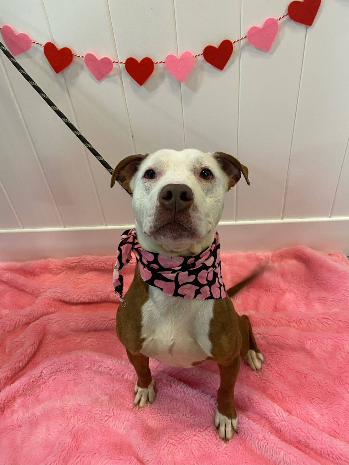 Celeste is a sweet and loving 6-year-old terrier who came to NAWS from a local animal control. She is a professional hugger and wraps herself around people to soak up affection. Cuddles are her love language, and she’s happiest when close to people. Celeste is dog-selective and needs a home without other animals. To meet Celeste, email Dogadoption@nawsus.org. Visit nawsus.org.