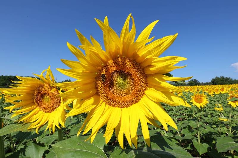 One of the many sunflowers in full bloom Friday, July 14, 2023, at Shabbona Lake State Recreation Area in Shabbona Township.