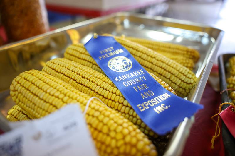 A corn entry displays an award from the Kankakee County Fair and Exposition competitions on Saturday, Aug. 2, 2025.