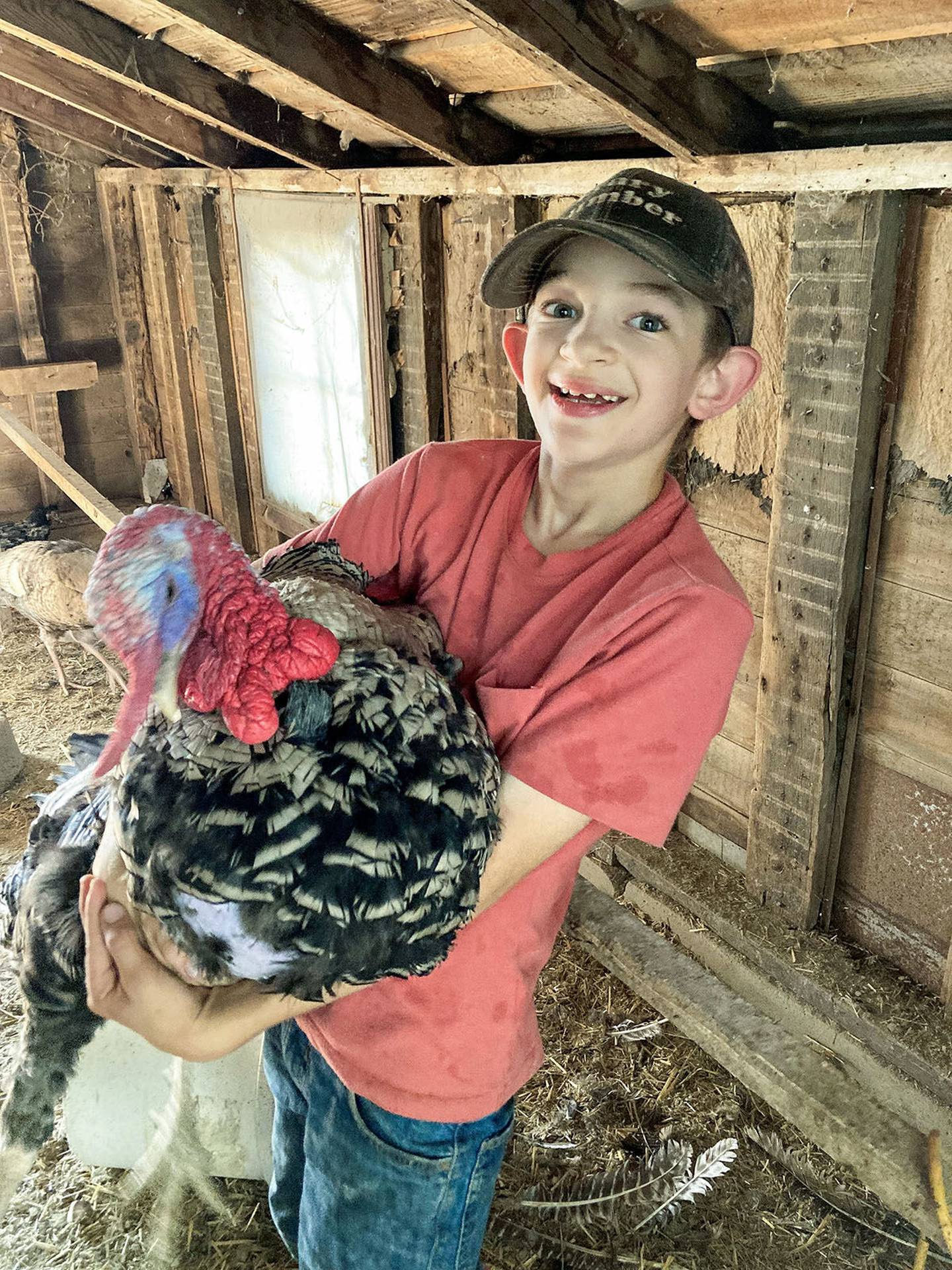 Colin Koster holds his Narragansett turkey, Tom. The 10-year-old raises Narragansett turkeys for sale, breeding, 4-H projects, showing at promotional events and as pets. The Broad Breasted White turkey breed, raised on Windsweep Farm in Dixon, is curious, good-natured and fast-growing.