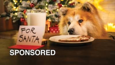 Tips For Keeping Pets Safe From Holiday Temptations