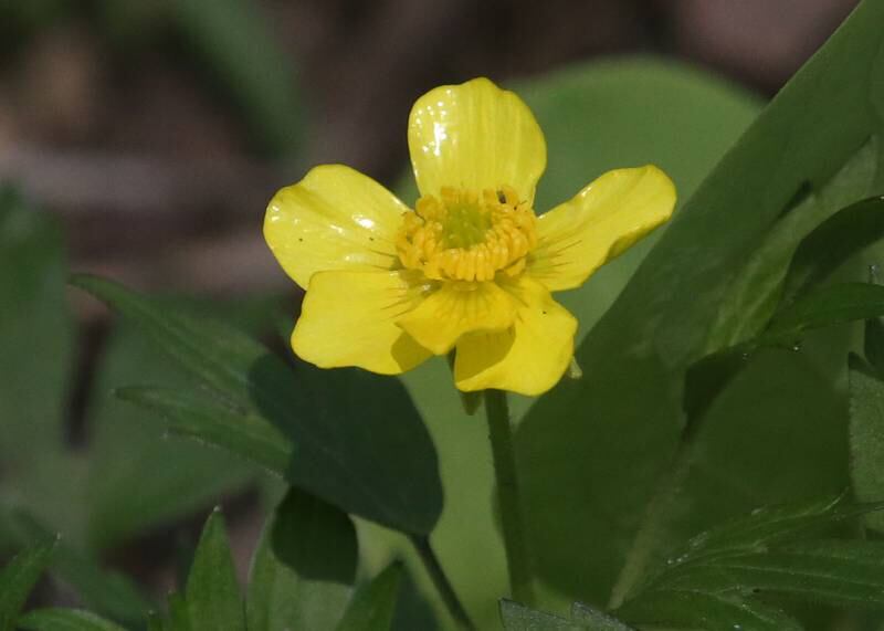 Bristly buttercup blooms on the trailhead to Illinois Canyon on Tuesday, April 22, 2025 at Starved Rock State Park.