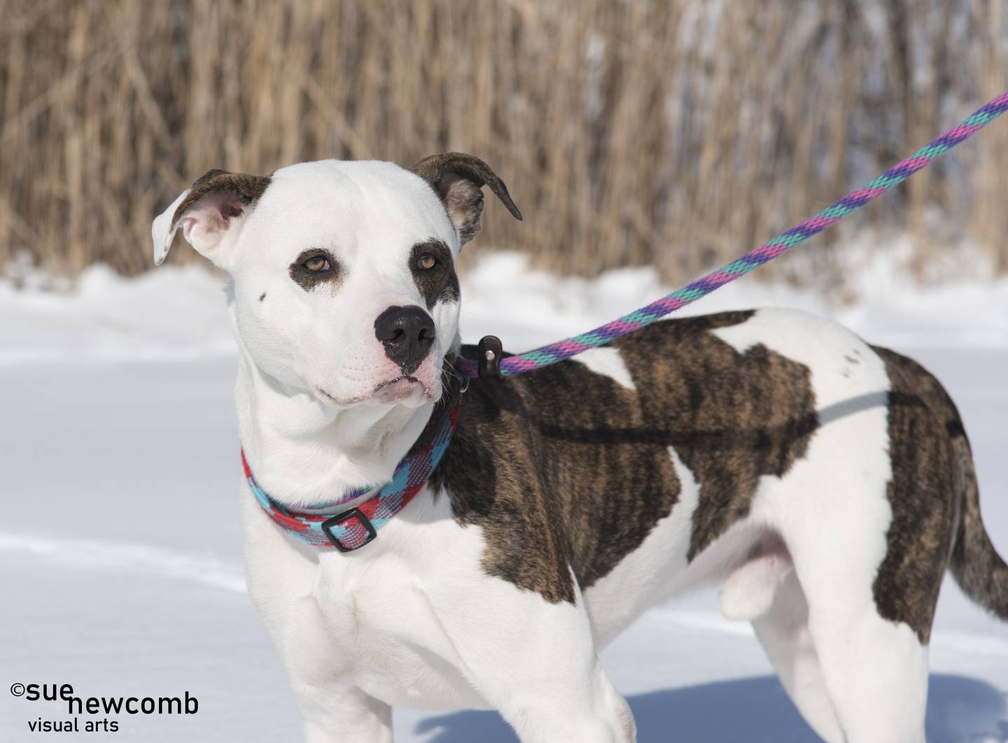 Jones is a large, super sweet Boxer mix. He loves being close to people and needs a family who can spend lots of time with him. Jones would do best as the only dog in his forever home. Contact the Will County Humane Society at willcountyhumane.com and follow the instructions for the adoption process.
