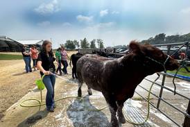 Ogle County 4-H Fair Beef Show winners named
