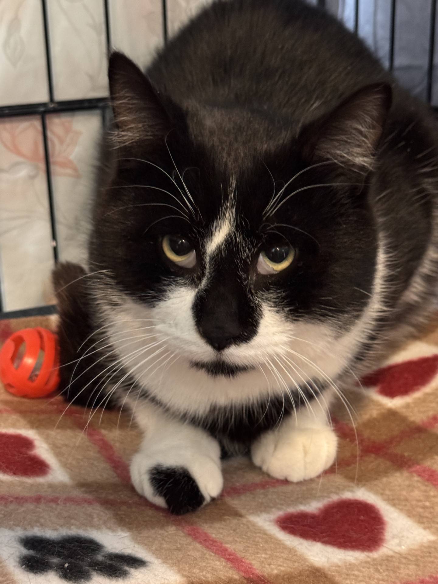 Two-year-old Woodrow was rescued from a local animal control where he was at risk of euthanasia. Woodrow is currently quiet and reserved since he’s overwhelmed by the rescue’s new smells and sounds and is still learning trust. He can be petted once he feels reassured. He especially loves neck and chin scratches. This sweet cat needs home where he can feel safe and loved. To meet Woodrow, email Catadoptions@nawsus.org with any questions or to meet him. Visit nawsus.org.