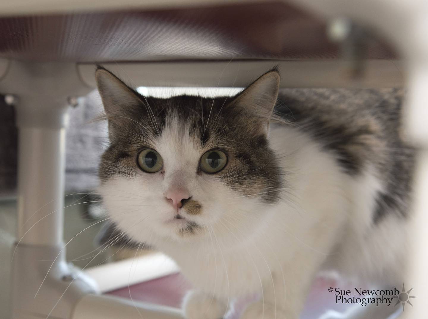 Cleo is a young domestic long-hair who is a sweetheart and loves attention. She likes lying in the cat trees and watching the birds. Cleo also gets along with other cats. Contact the Will County Humane Society at willcountyhumane.com and follow the instructions for the adoption process.