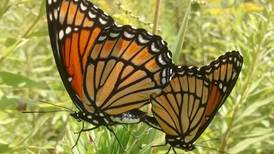 Good Natured in St. Charles: Viceroys and monarchs far from twins