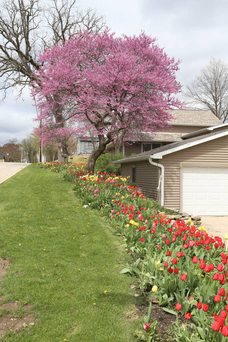 Over 1000 tulips blossom as redbud trees bloom at a home on the corner of Greenwood and 4th Streets on Monday, April 21, 2025 in Spring Valley. The tulips bloom each year at the home. The site is a sure sign of spring.