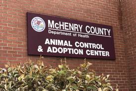3 lost goats found in Marengo, taken in by county animal control