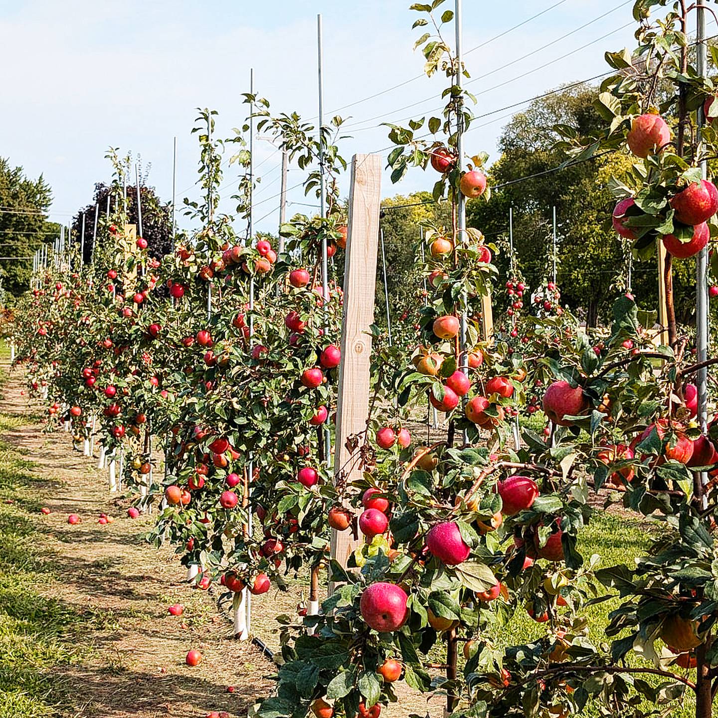 Apples are the newest prime crop at Selmi's, along with its popular sweet corn and pumpkins. Fourth-generation owner Matt Selmi began planting apple trees in 2018 and offers 15 varieties.