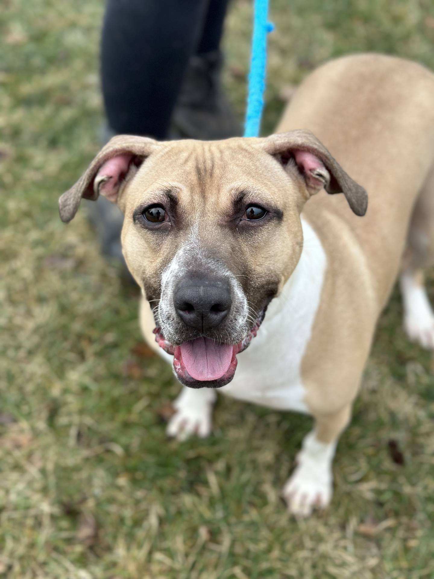 CeCe is a 2-year-old terrier mix. She’s shy only when meeting new people. She does well with other dogs her size, but she needs a home without small dogs or cats.  She loves belly rubs, playing tug with toys and going on walks. She is potty-trained. To meet CeCe, email Dogadoption@nawsus.org. Visit nawsus.org.
