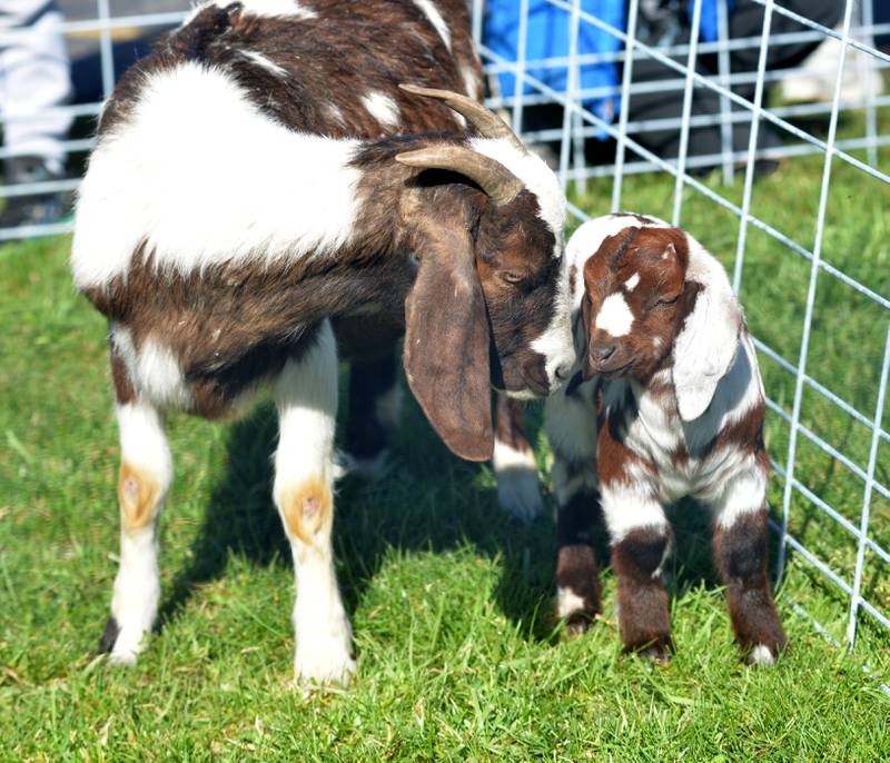 A nanny goat nudges her two-week-old kid at the Forreston FFA's Ag Day on Friday, April 12, 2024. In addition to the petting zoo, the event included farm tractors, and lessons from Forreston High School  FFA members. The goats belong to Justin Myer, an FFA member and junior at Forreston High School.