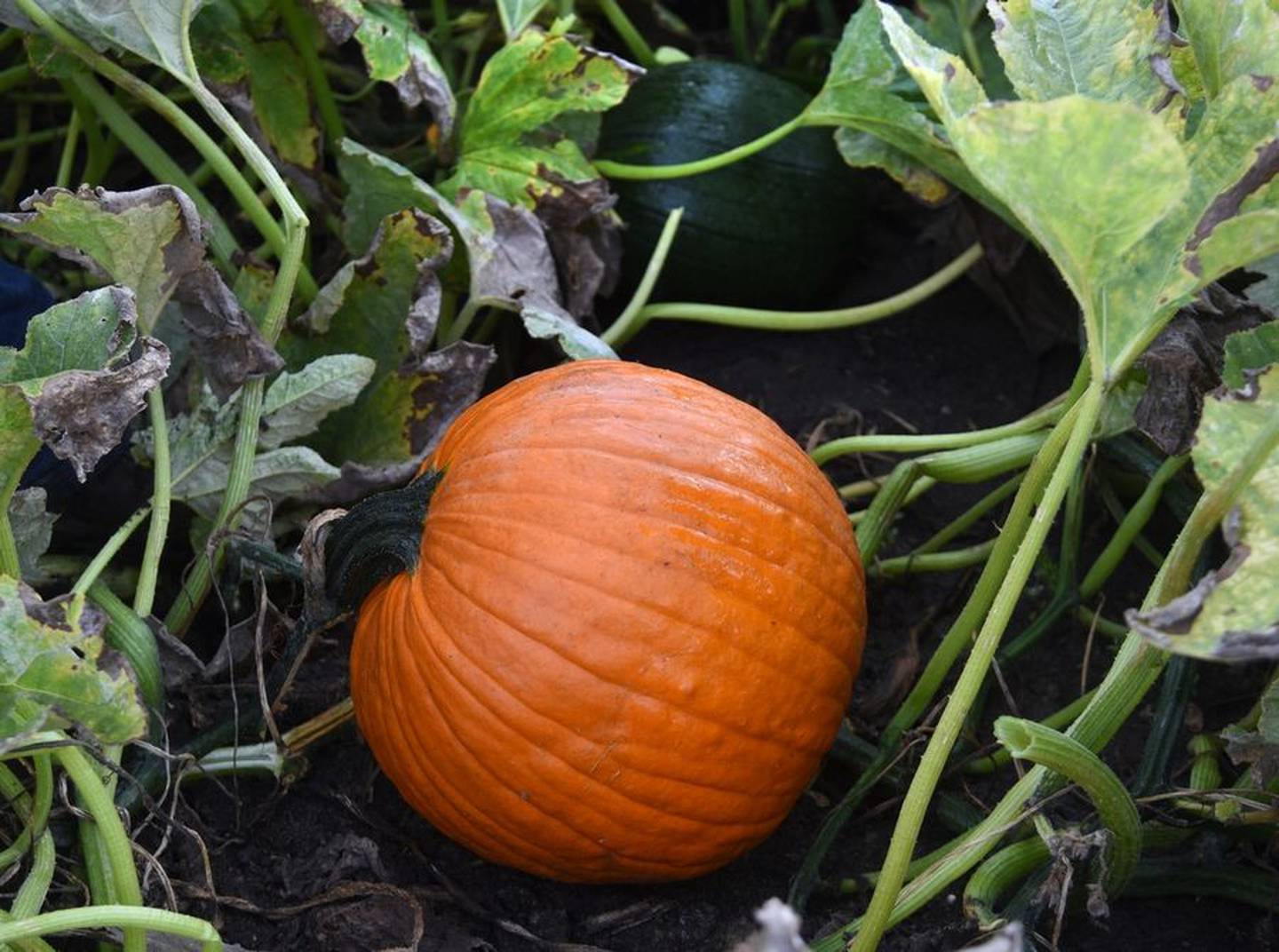 A pumpkin ready for picking grows next to a green pumpkin at Goebbert's Farm on Reinking Road in Pingree Grove.