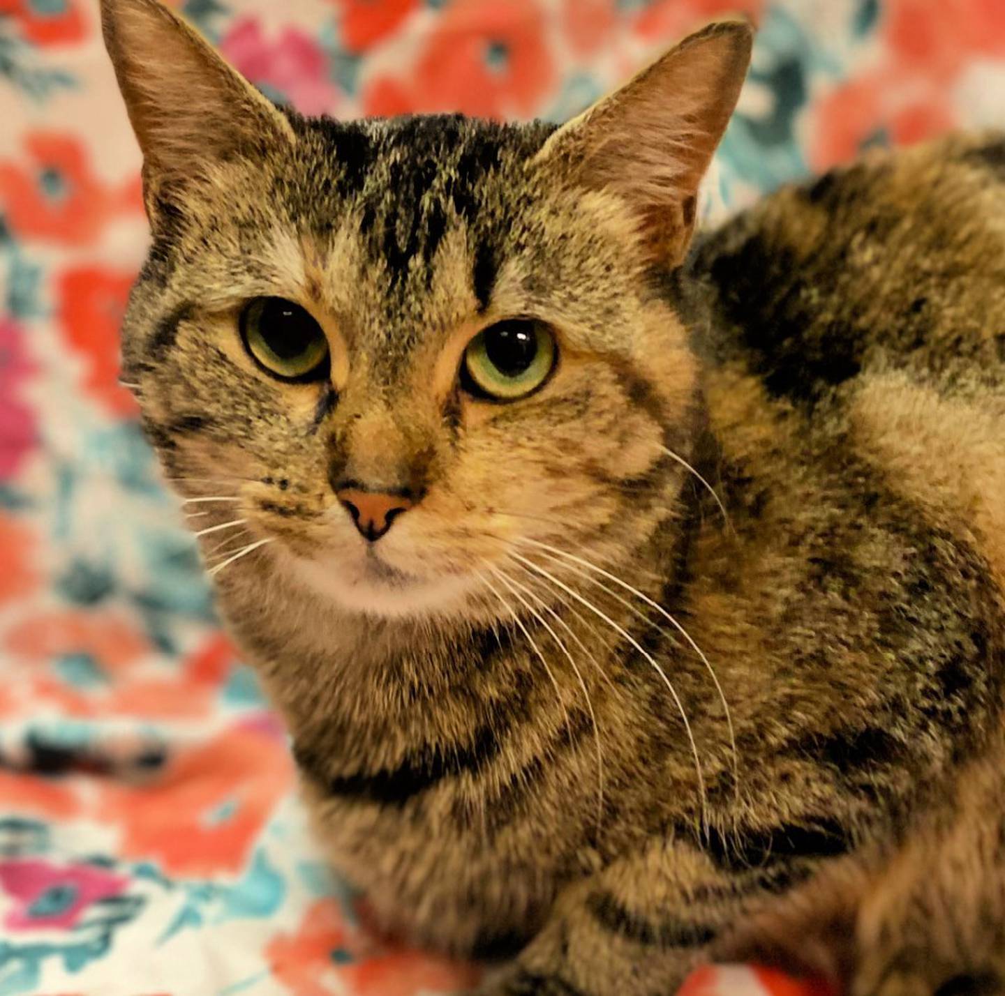One-year-old Nicola is energetic, independent and loves to explore every inch of her surroundings. Nicola loves to climb and often hangs out on top of cages or cabinets, so she needs a cat tree in her forever home. She does well with other cats but mostly keeps to herself. To meet Nicola, call Joliet Township Animal Control at 815-725-0333.