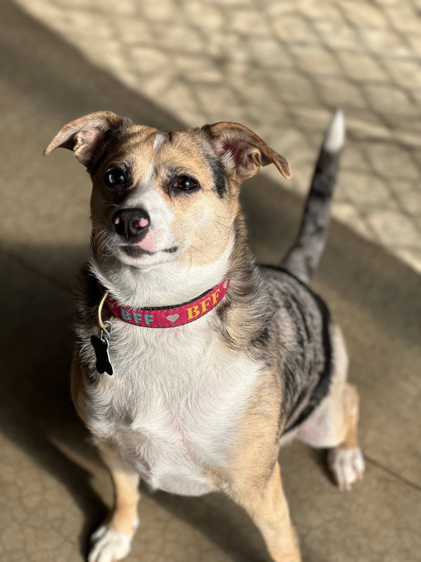 Indie is a 3-year-old aussie mix with that enjoys playing with toys, getting yummy treats and playing fetch. Indie loves walks with the volunteers and running in the yard. She loves climbing into laps, giving kisses and getting pets. Indie is a herding breed, so owners should have experience with those breeds. And Indie needs to be the only pet in the home. Visit willcountyhumane.com and follow the instructions for the adoption process.