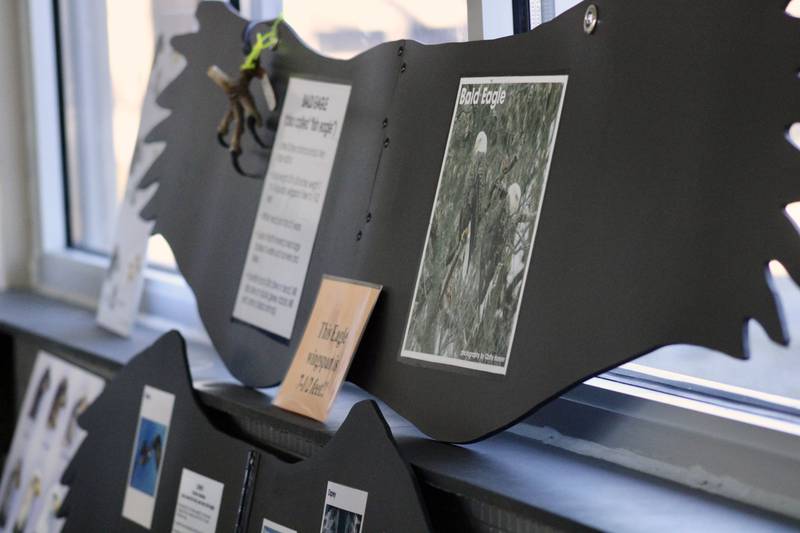One of the displays on bald eagles that were available for visitors at the Rock Falls Community Building's Orval Howard Auditorium on Saturday, Feb. 11, 2023 as part of Flock to the Rock.