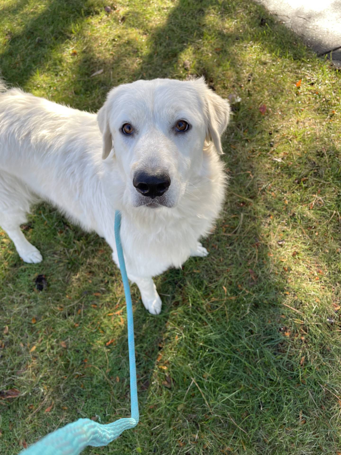 Thistle is a calm 2-year-old Great Pyrenees mix that was found as a stray. Because Thistle is timid, she needed time to adjust – but now she is coming out of her shell. Thistle likes walks and sitting outside with her favorite people, leaning into them for pets. She gets along with other dogs and has shown some interest in playing with them.  She would do best with older children as younger ones may scare her. In a calm and loving home, Thistle should blossom. To meet Thistle, email Dogadoption@nawsus.org. Visit nawsus.org.
