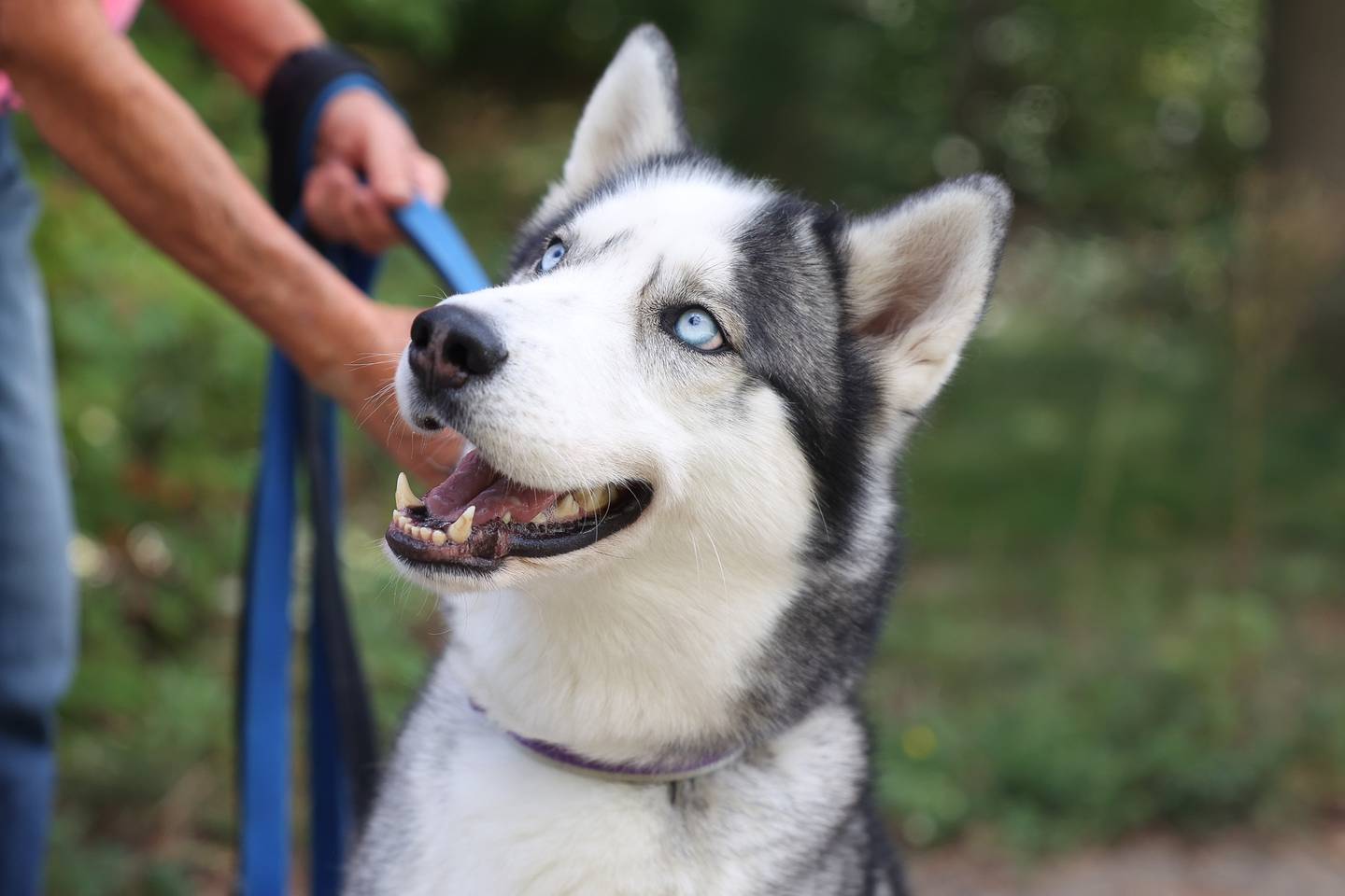 Mr. J, a 1-year old Siberian Husky, is up for adoption through Linda Gondek’s Siberian husky rescue program.