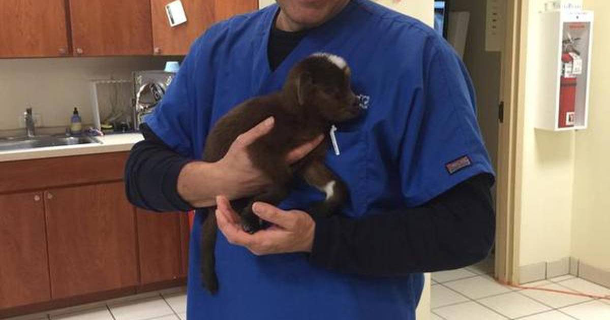 Goodbye party for Dr. Mehanovic of Wonder Lake Veterinary Clinic Shaw