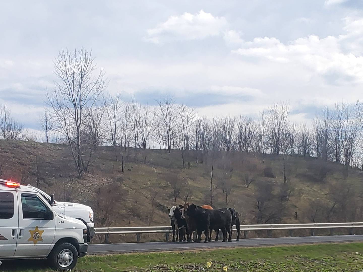 Cattle were loose Interstate 80, stopping eastbound lanes of traffic from Houbolt Road to Larkin Avenue, after a hauler was involved in a crash on Tuesday, April 19, 2022, Illinois State Police said.
(Photos courtesy of Michel Uylako)