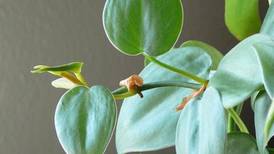 DeKalb library to host household plants workshop Dec. 30