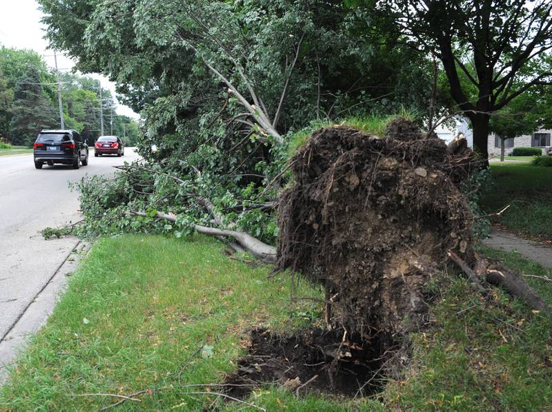 Cars drive past an uprooted tree on North Terra Cotta Road near the road's intersection with Blackthorn Drive on Tuesday, July 5, 2022, in Crystal Lake. A thunderstorm that hit the Crystal Lake area on July 4, downed a lot of trees near Crystal Lake Avenue and North Terra Cotta Road.