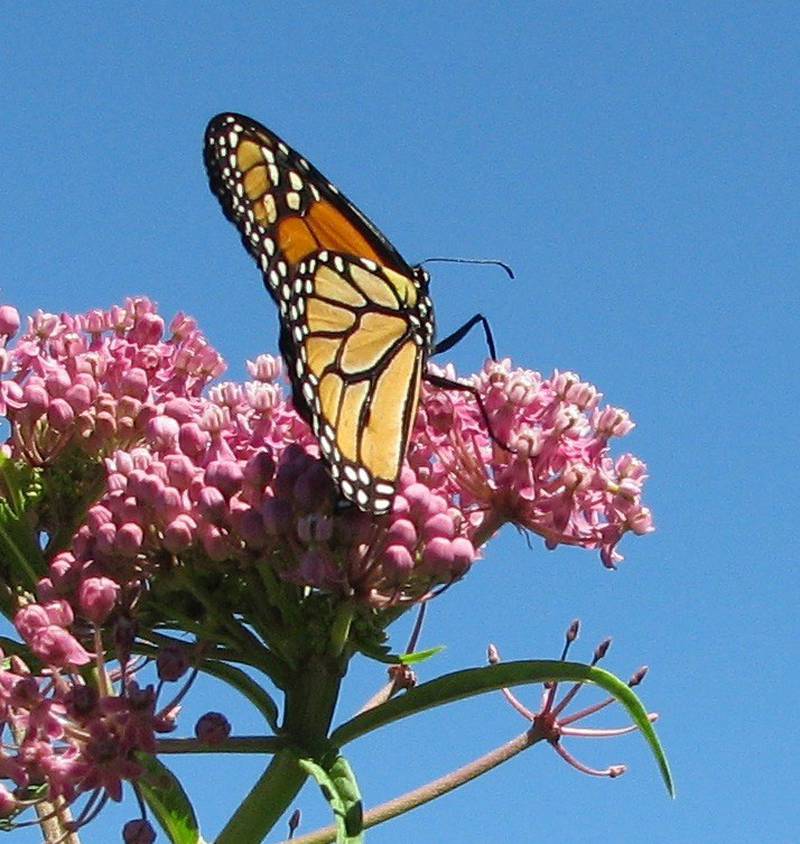 Countryside Flower Shop - Crystal Lake - How to Create a Butterfly-Friendly Garden