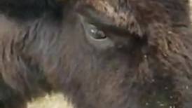 Video: Bison makes home at Wauconda farm while another roams Lake County