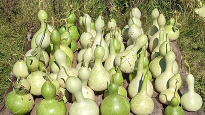 Ogle County Farm Stroll returns Oct. 12 with fresh lineup of local farms