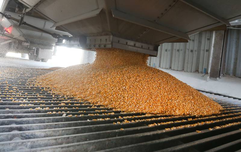 A grain hauler dumps a load of corn on Monday, Sept. 29, 2025 at the Ladd Elevator. The harvest season is in full throttle across the Illinois Valley.