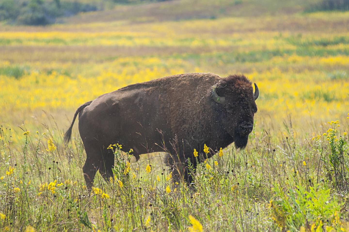 A male bison stands guard for the herd at the Nachusa Grasslands on Saturday. The natural area held its annual Autumn on the Prairie on Saturday, offering hikes, educational opportunities and wagon tours of the area.