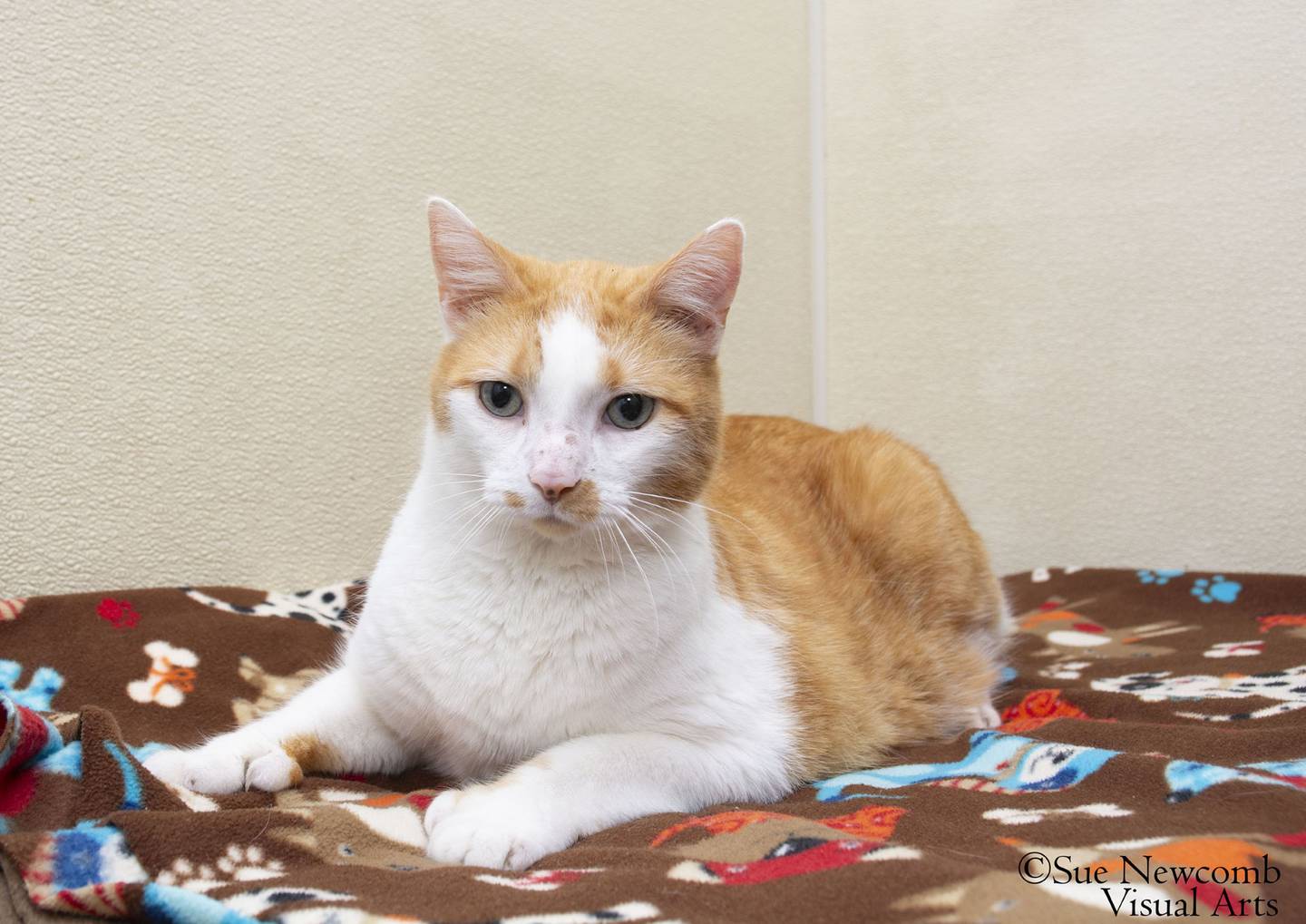 Dragon is a large friendly domestic shorthair that was abandoned locally. He is 10 years old and weighs approximately 16 pounds. He enjoys lounging in beds and watching the birds outside. He should be the only cat in the home as he may bully the others. Contact the Will County Humane Society at willcountyhumane.com and follow the instructions for the adoption process.