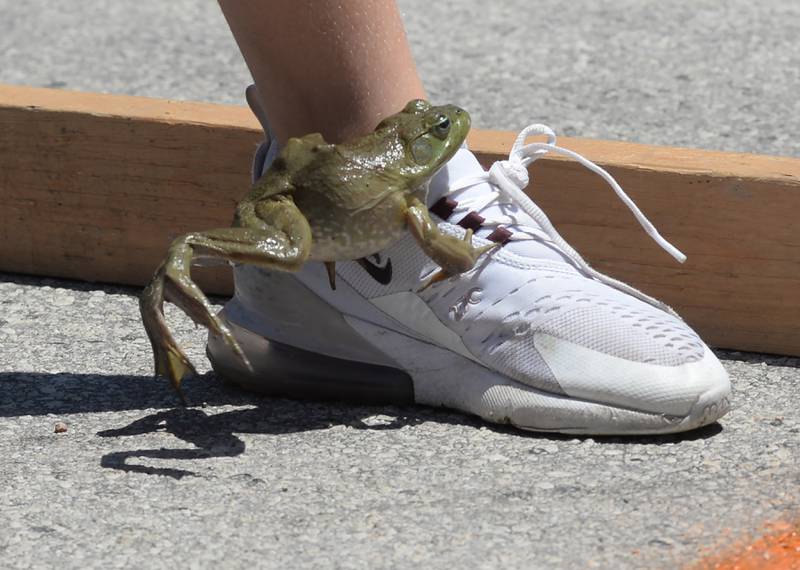 Georgia Walls, 9, of Hooppole holds her foot still as her frog jumps onto her show before going over the finish line  the Hooppole Fun Day's Frog Race held Saturday, June 28, 2025 in Hooppole.
